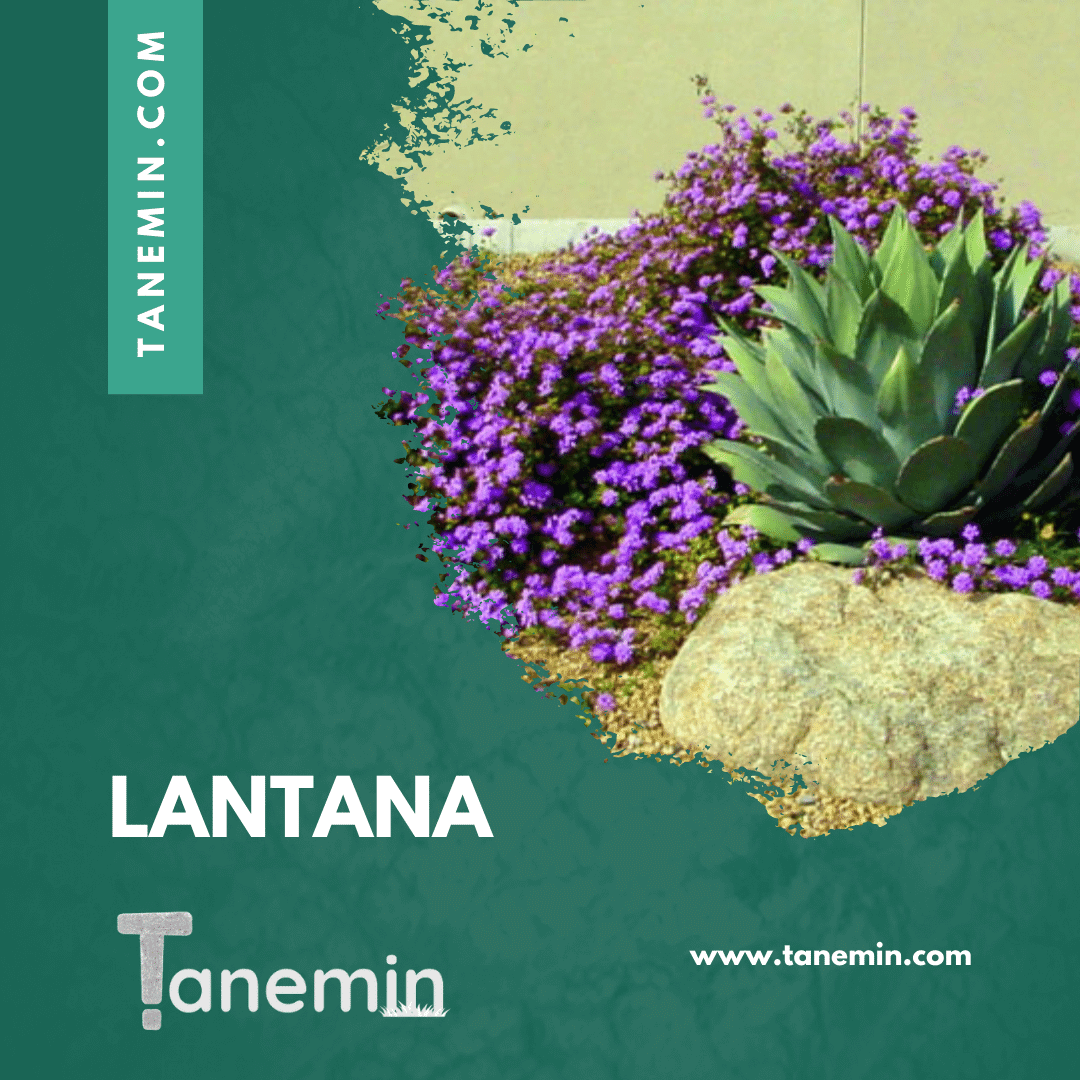 tanaman lantana