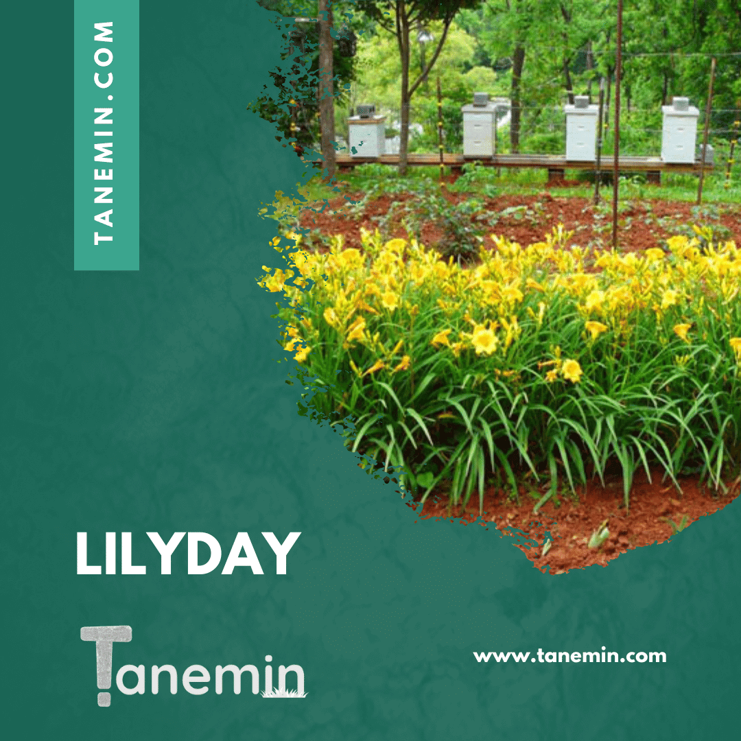 tanaman lilyday